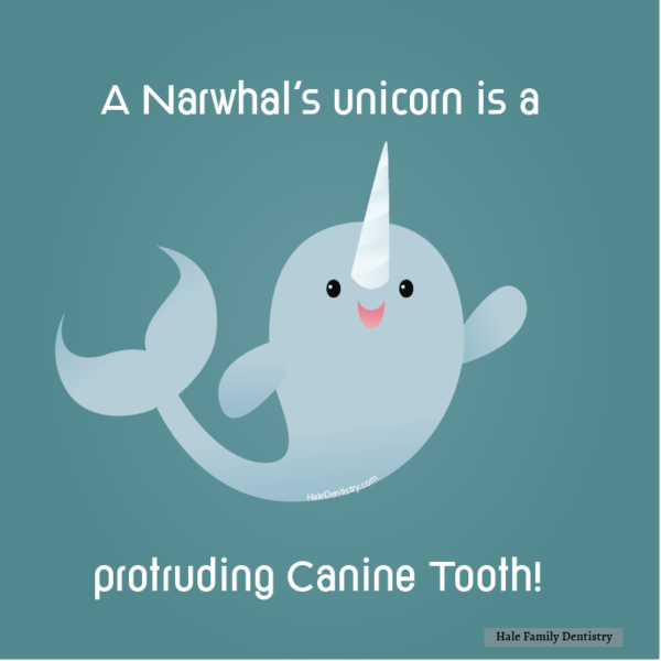 mushabelly narwhal medium 12