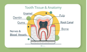 Tooth tissue layers and how decay can abound